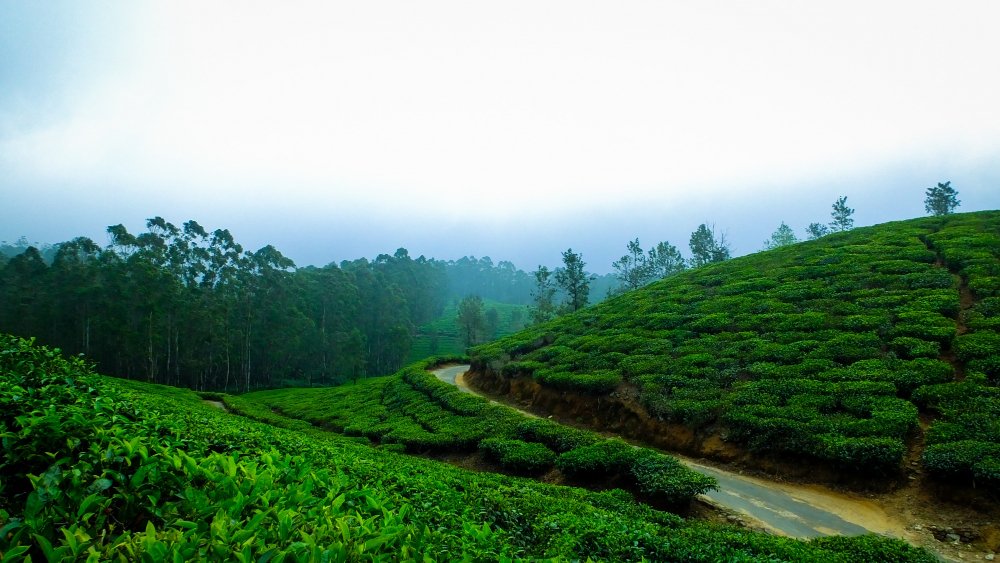 KERALA TOURISM – GOD’S OWN COUNTRY - photo