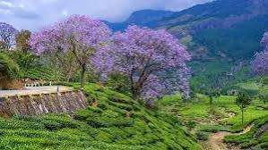 Bangalore Tourism – The City of Gardens & Modern Wonders - photo